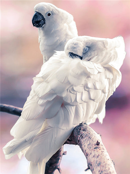 aabadc3b9e5d06b8dfe7557a89350eda